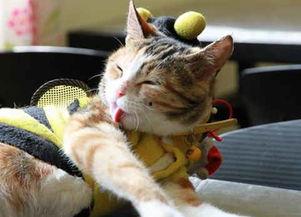 国产猫罐头事件视频大全,揭秘食品安全背后的真相与反思