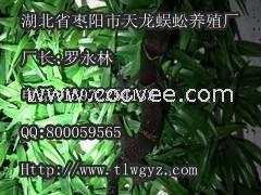 国产壁虎饲养视频,视频揭秘养殖技巧与日常护理