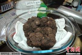 国产有黑松露吗图片视频,本土珍馐的神秘之旅