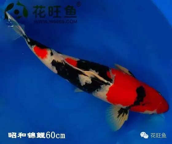 国产锦鲤能产出好鱼吗视频,揭秘优质鱼苗产出之道